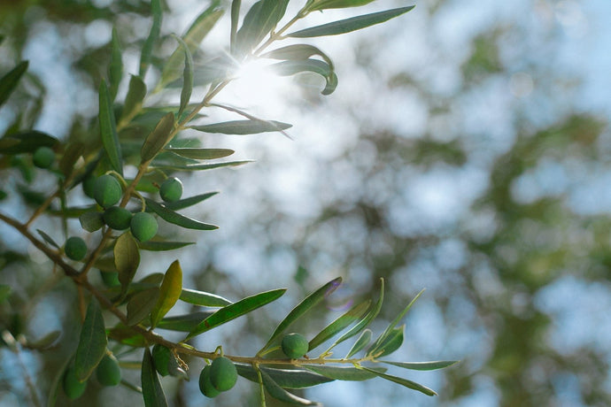 The Holy Grail: 5 Proven Health Benefits of Olive Leaf Extract